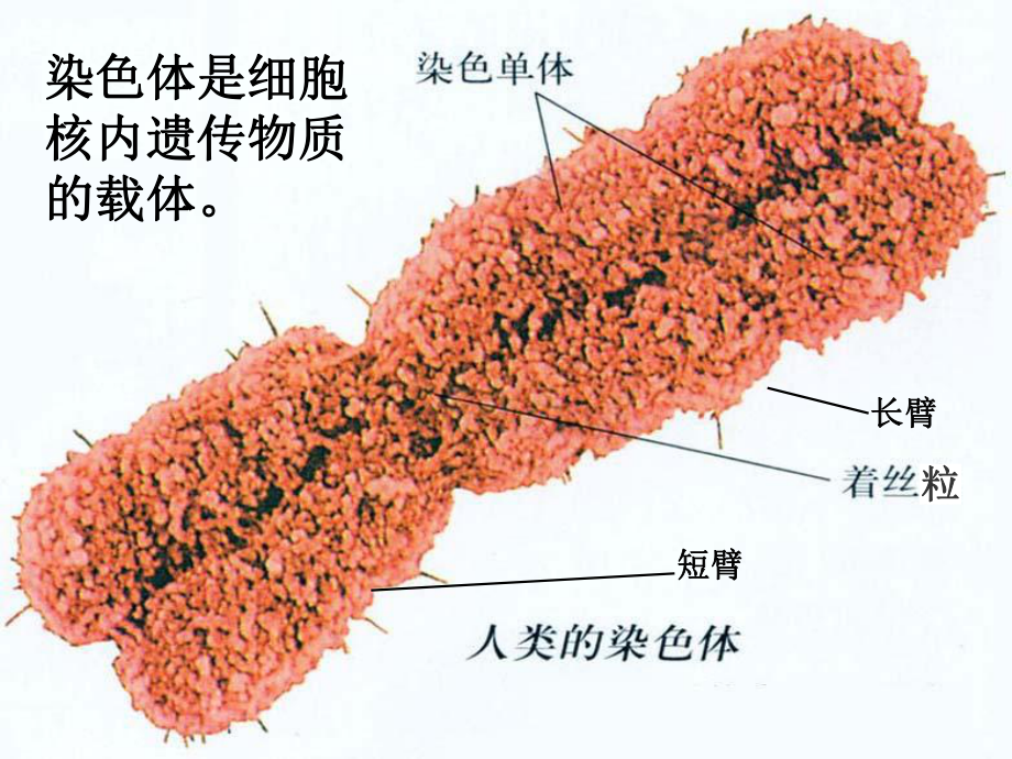 《减数分裂中染色体的行为》课件.ppt_第3页