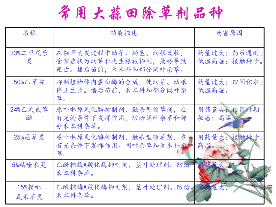 大蒜化学除草及药害课件.ppt_第3页