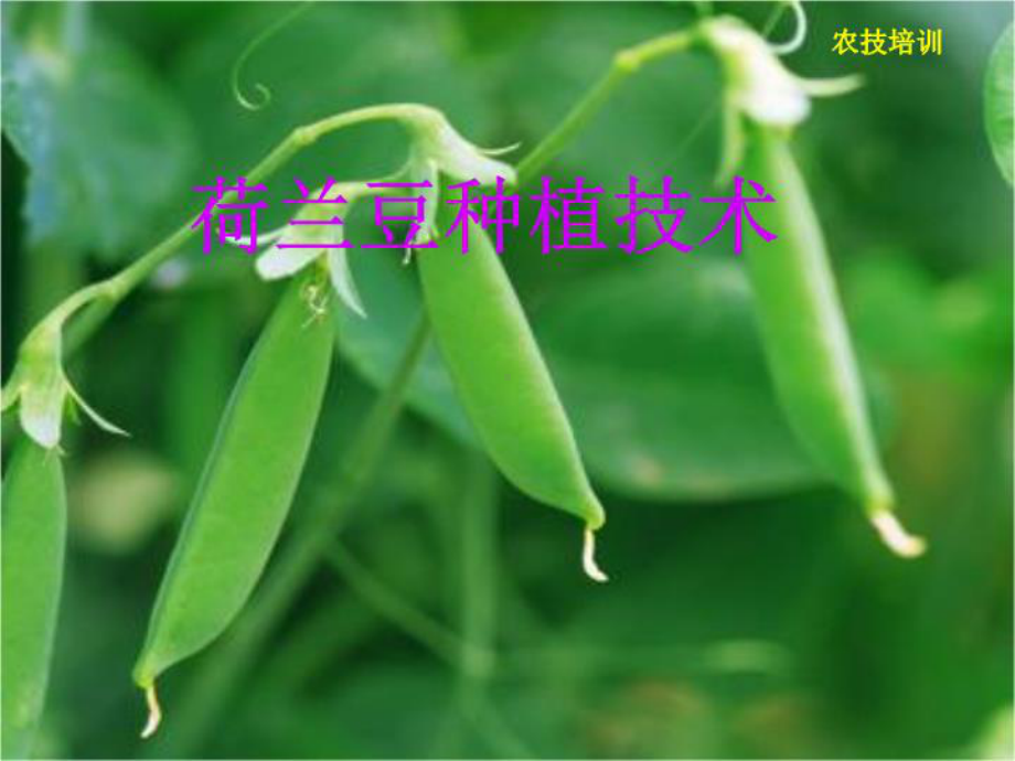 《荷兰豆栽培》课件.ppt_第1页