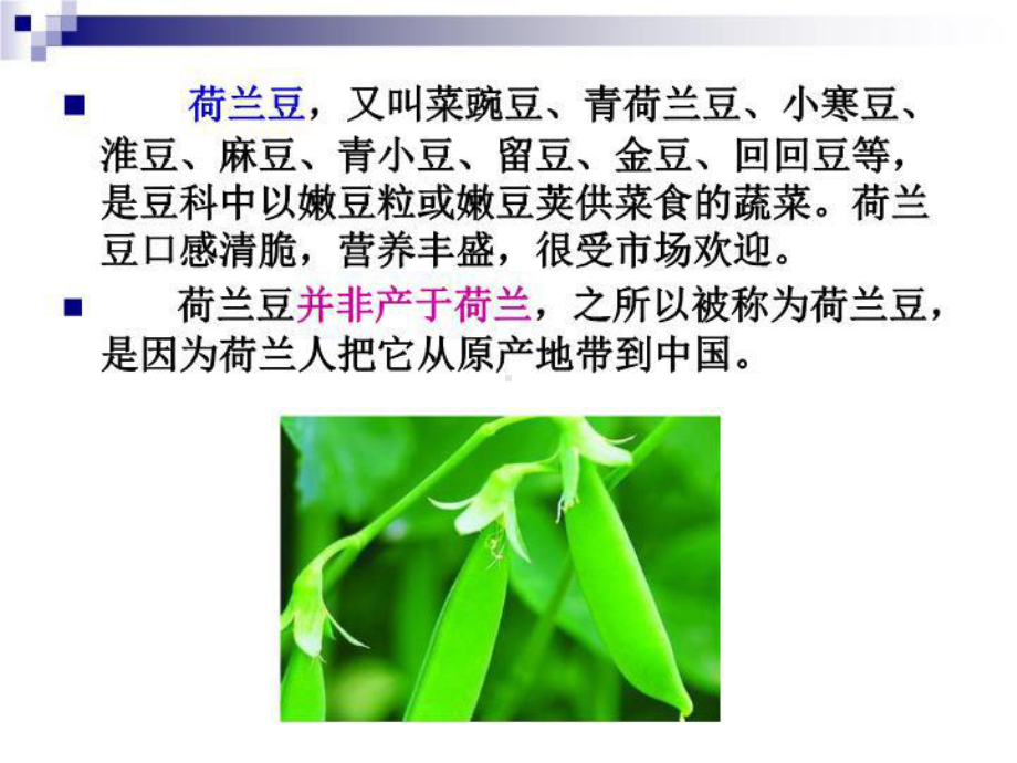 《荷兰豆栽培》课件.ppt_第2页