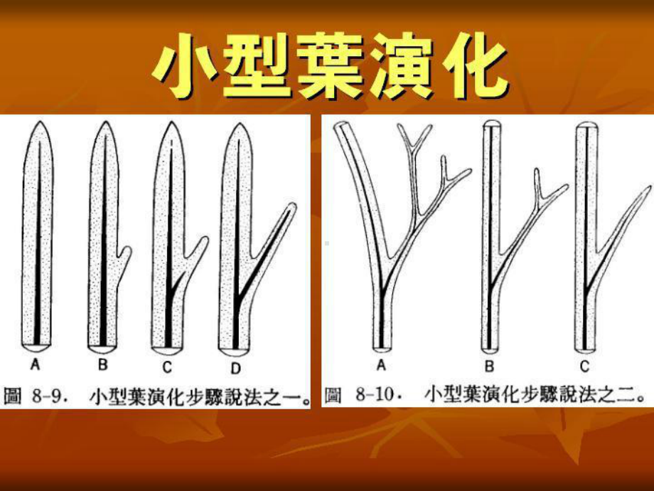 叶的构造与气孔汇总课件.ppt_第2页