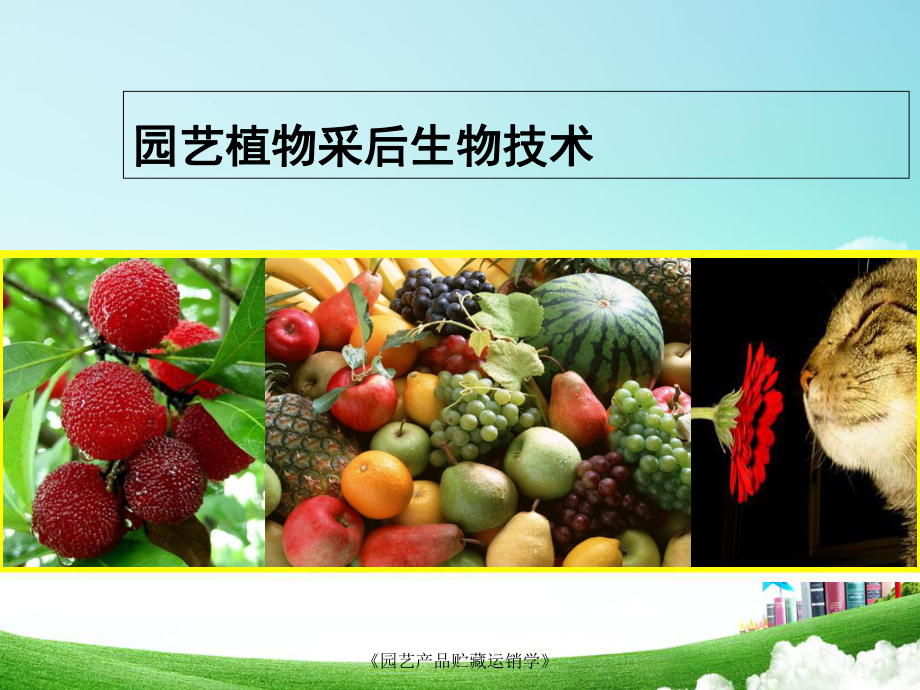 园艺植物采后生物技术课件.ppt_第1页