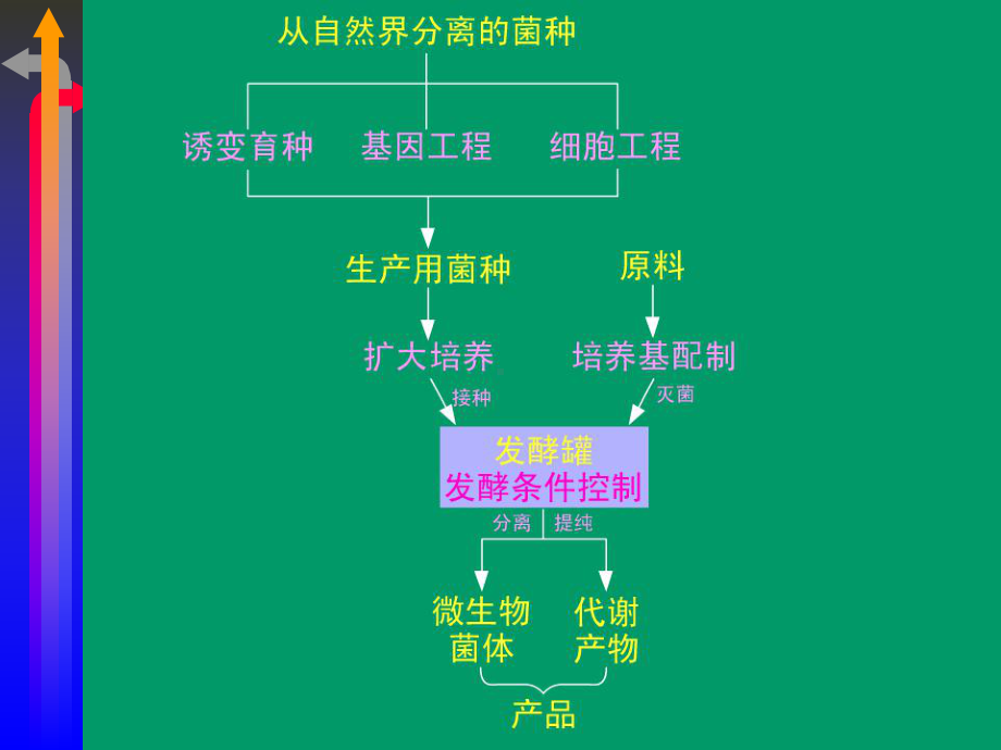 发酵工程第二章-工业发酵菌种选育课件.ppt_第2页