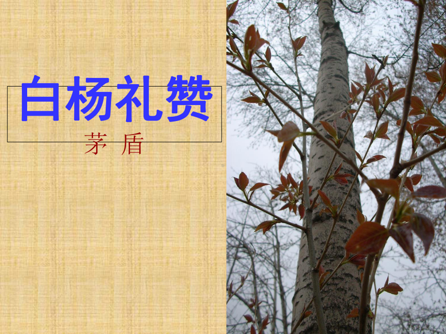 《白杨礼赞》精选教学优质课件6.ppt_第1页