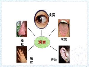 《眼和视觉》初中生物公开课课件.pptx