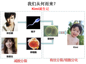 人教版高中生物必修2第2章一-减数分裂(共48张)课件.ppt