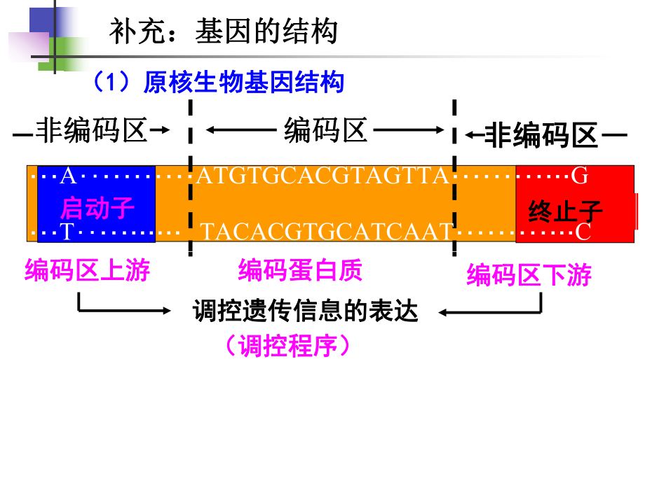 基因工程的基本操作程序(修改)课件.ppt_第2页