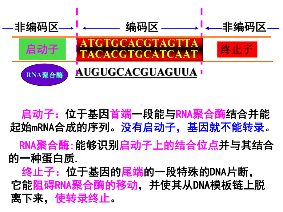 基因工程的基本操作程序(修改)课件.ppt_第3页