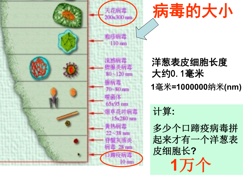 初中生物课件病毒-.ppt_第3页