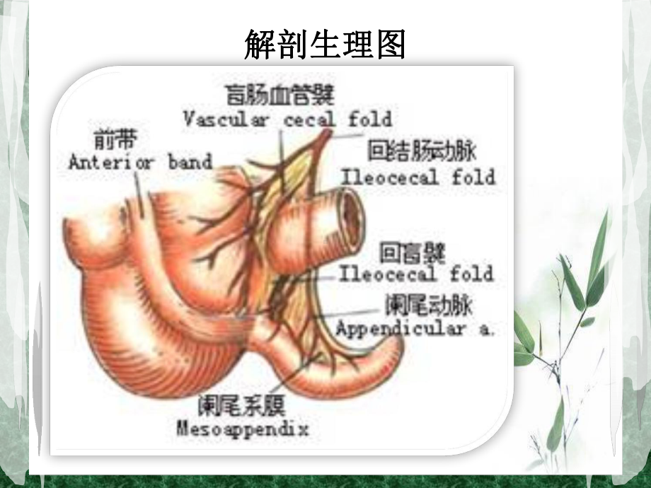 阑尾炎大全12课件.pptx_第3页