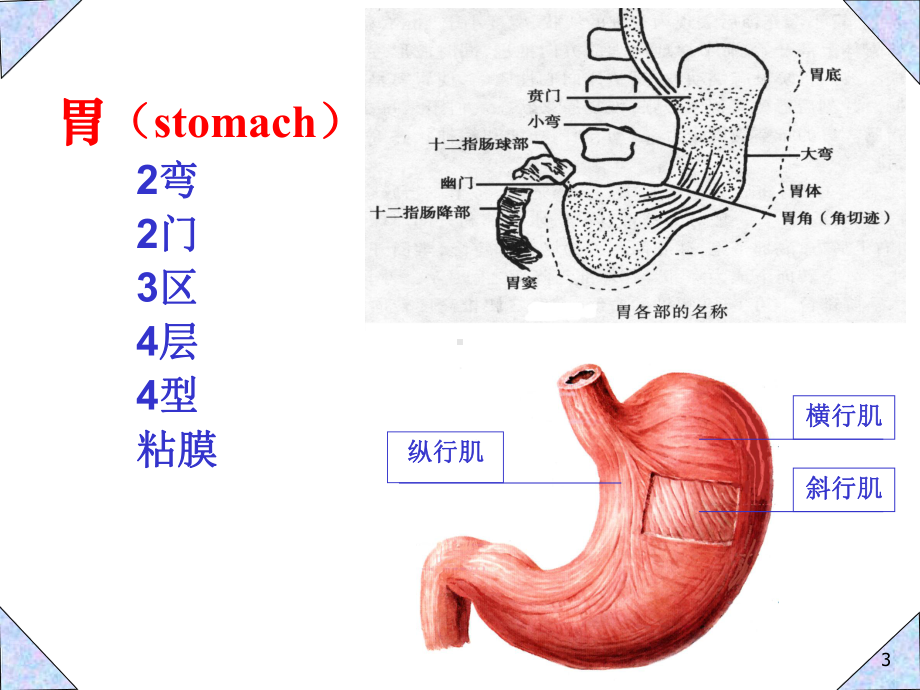 胃癌影像诊断医学课件.ppt_第3页