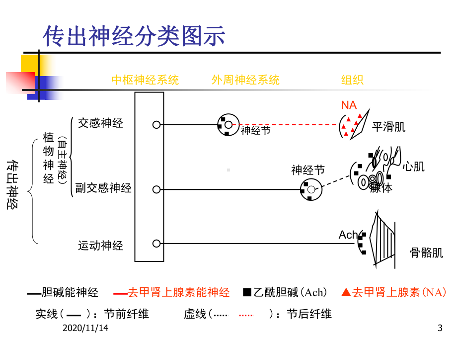 肾上腺素能受体作用药课件.ppt_第3页