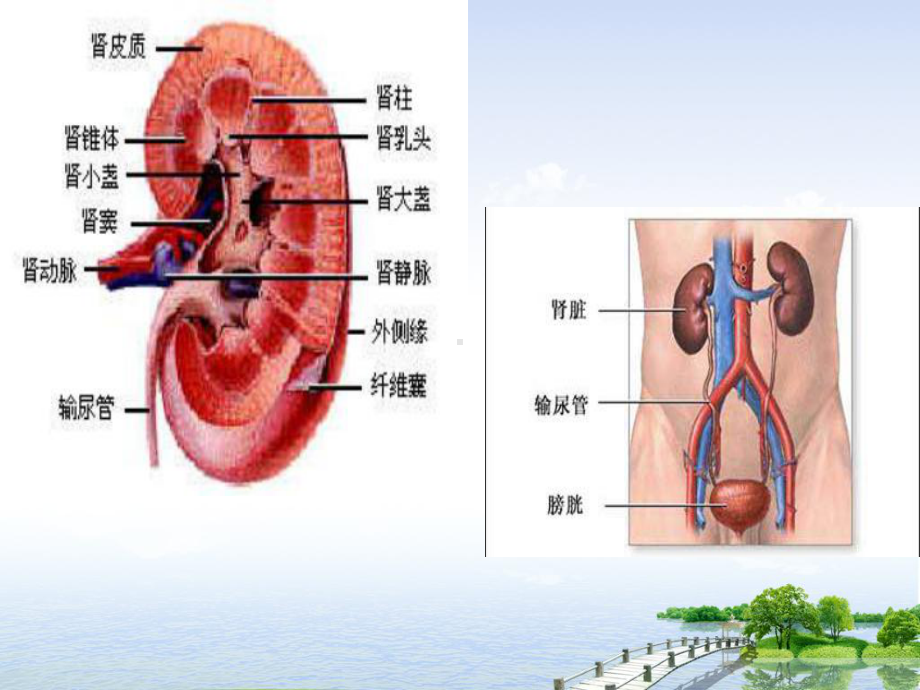 肾癌术后护理课件.ppt_第2页