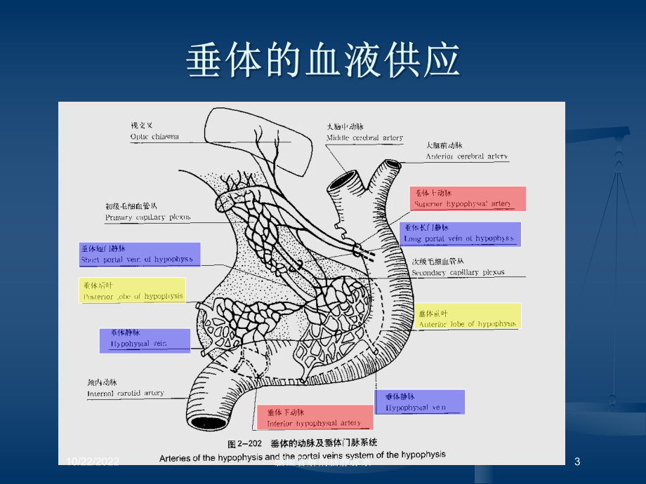 脑血管解剖脑静脉系培训课件.ppt_第3页