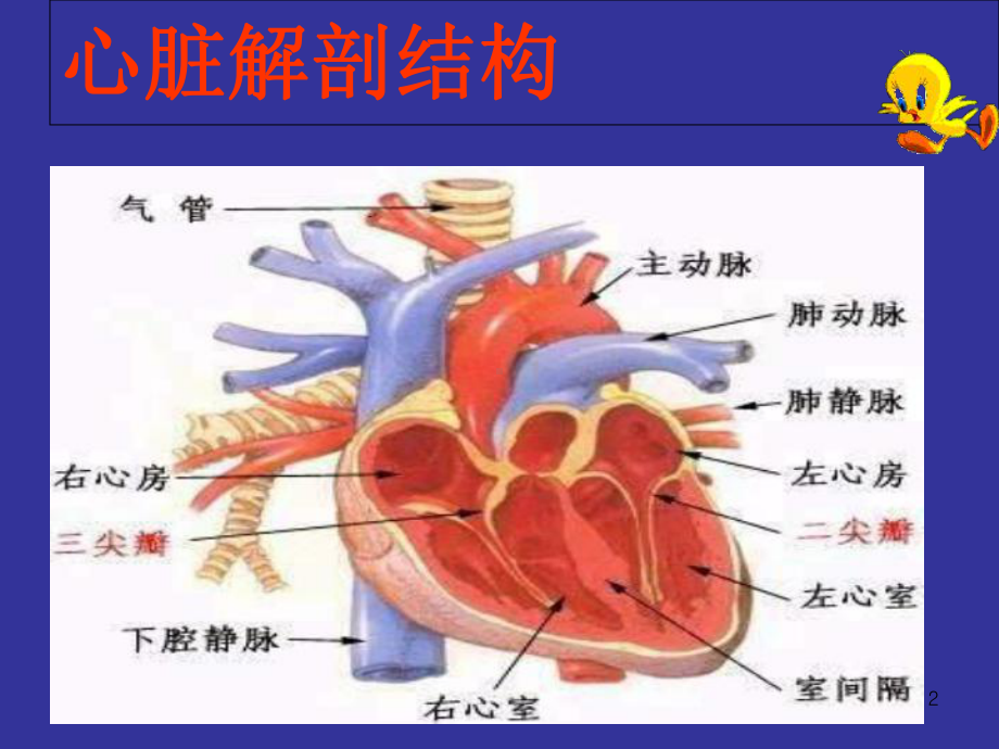 心脏传导系统教学课件.ppt_第2页