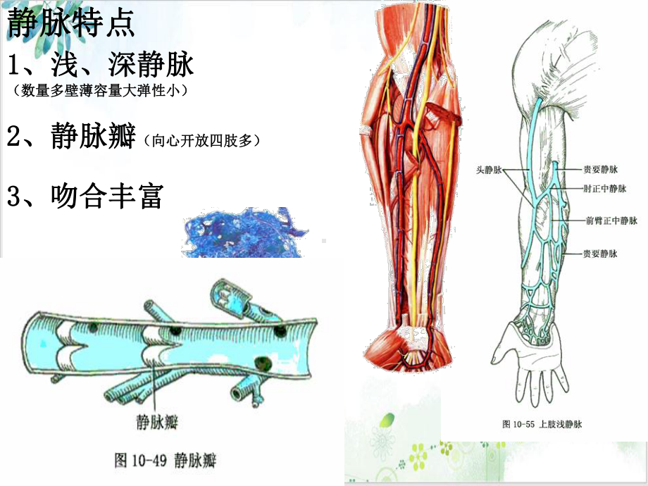 解剖学之心血管系统静脉课件.ppt_第3页