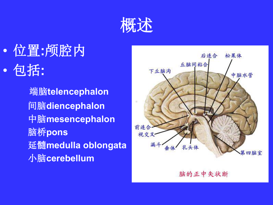 脑神经系统解剖学课件.ppt_第2页