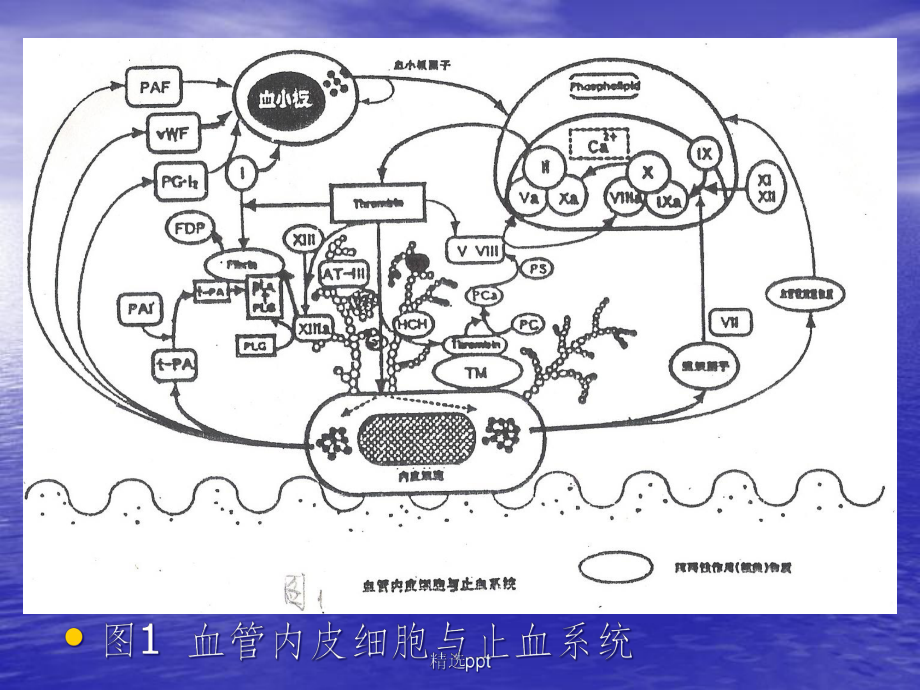 血栓与止血的筛选试验及其临床应用课件.ppt_第3页