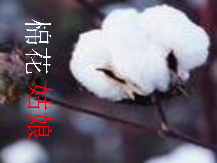 棉花姑娘说课稿课件.ppt_第1页