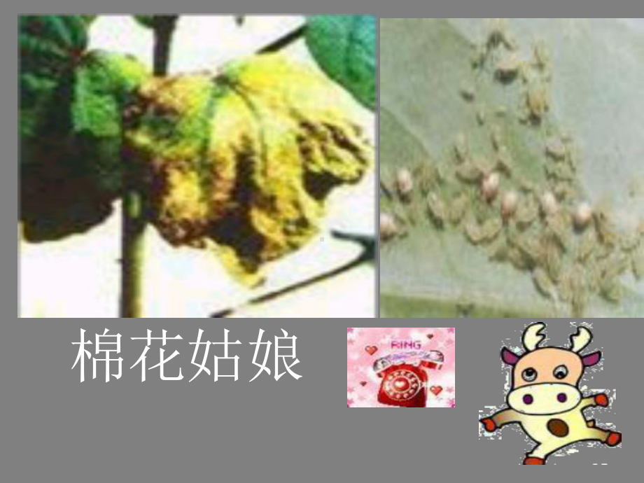 棉花姑娘说课稿课件.ppt_第3页