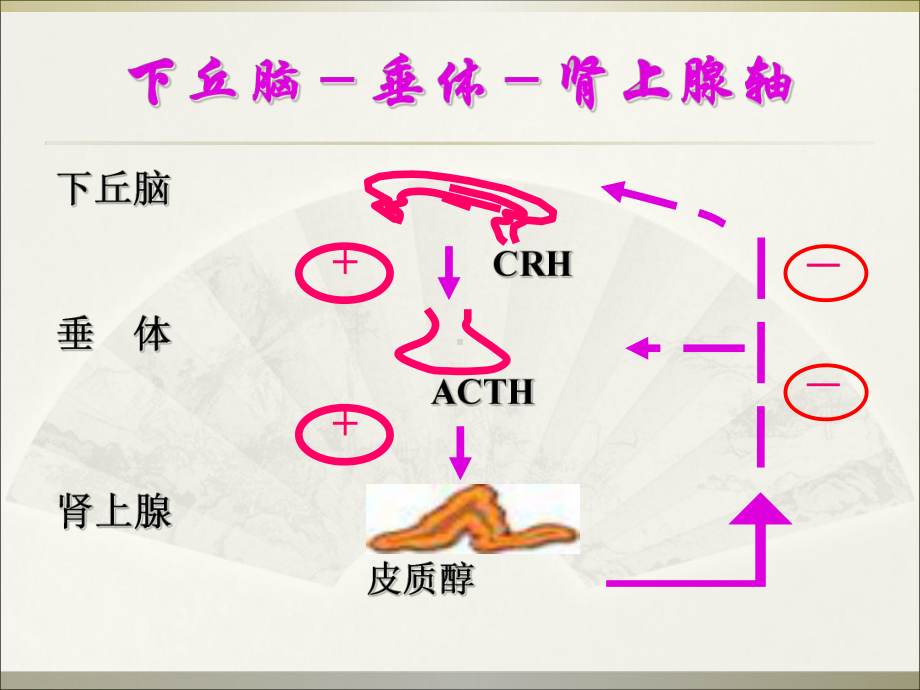 肾上腺皮质功能减退症课件.ppt_第2页