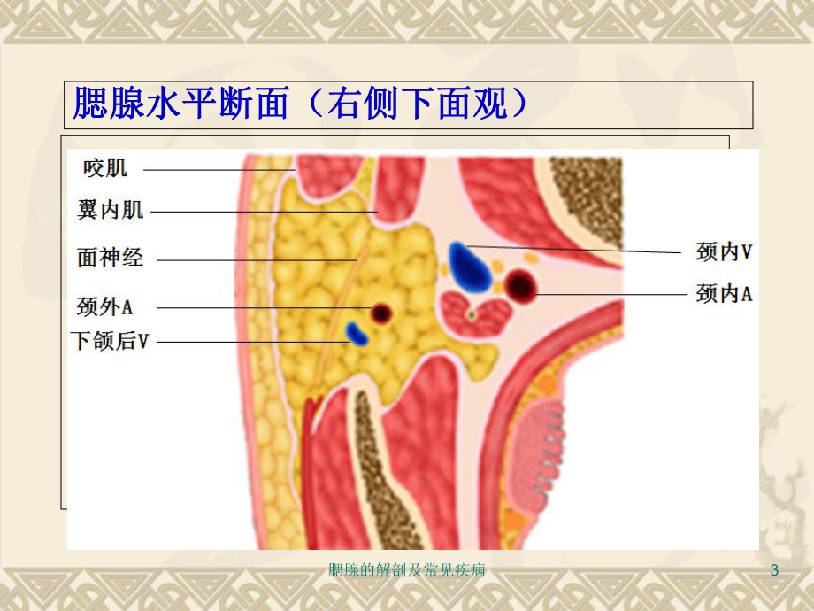 腮腺的解剖及常见疾病课件.ppt_第3页