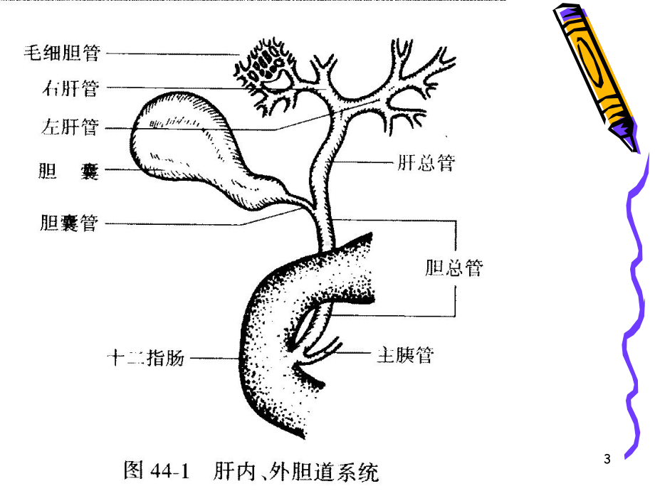 胆道疾病病人的护理参考课件.ppt_第3页