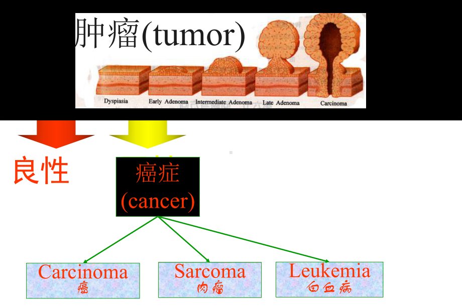 肿瘤分子生物学课件-2.ppt_第3页