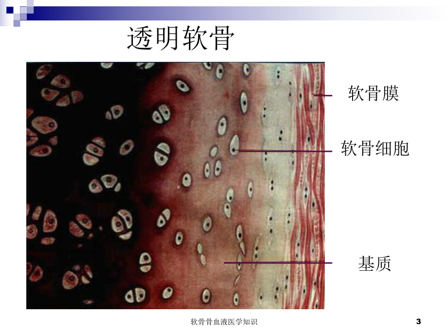 软骨骨血液医学知识培训课件.ppt_第3页