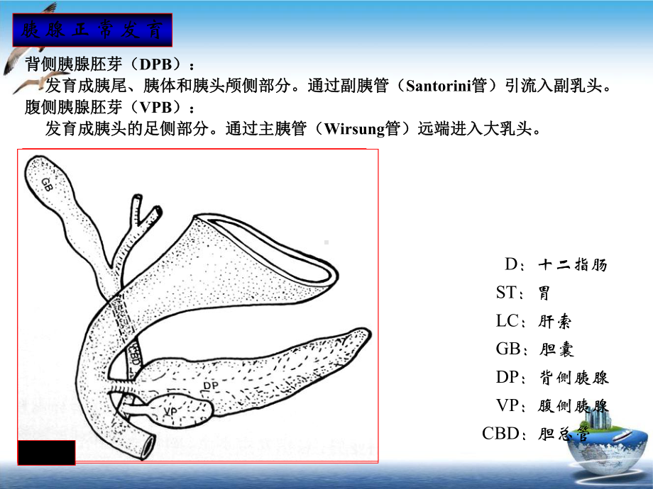 胰腺解剖变异和相关疾病示范课件.ppt_第3页