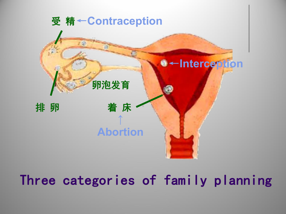 妇产科学课件：计划生育(英文版).ppt_第3页