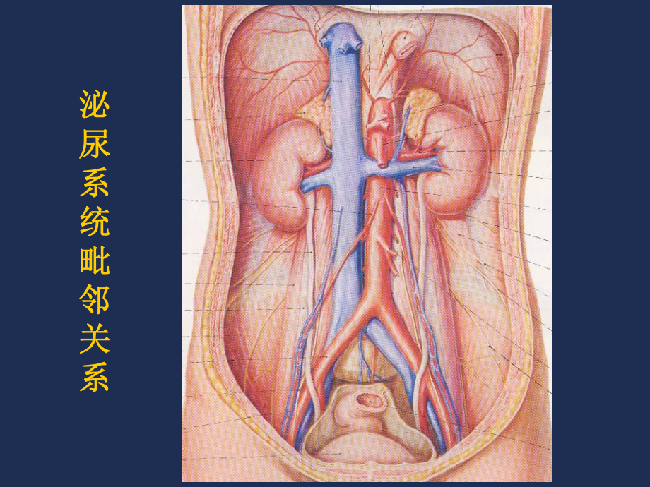 泌尿系统影像诊断课件.ppt_第2页