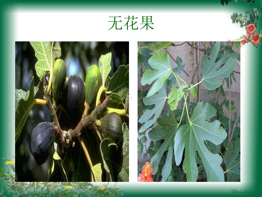 植物分类04桑科课件.ppt_第3页