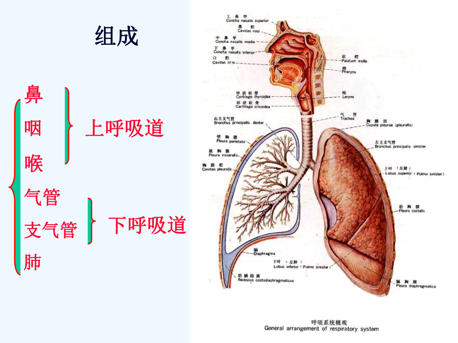 运动解剖学第八章呼吸系统课件.ppt_第2页