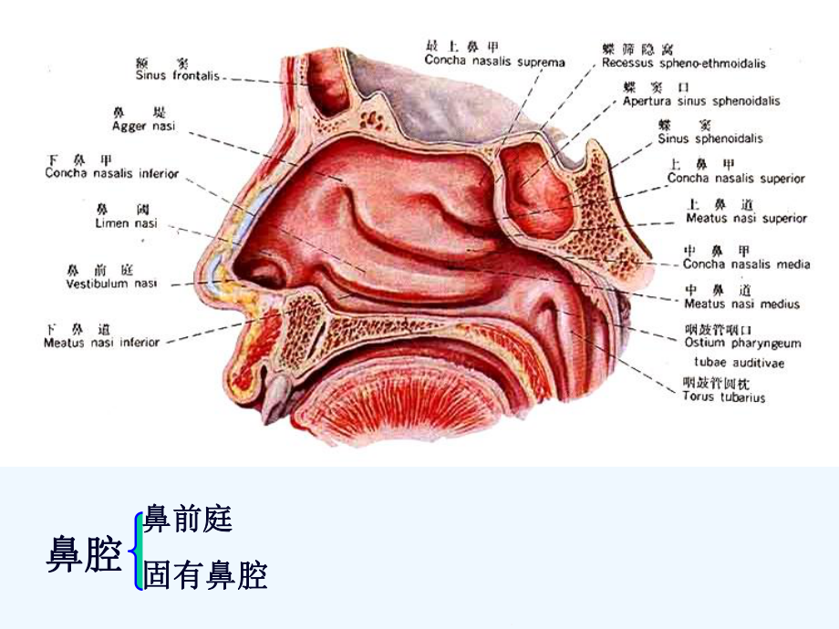 运动解剖学第八章呼吸系统课件.ppt_第3页