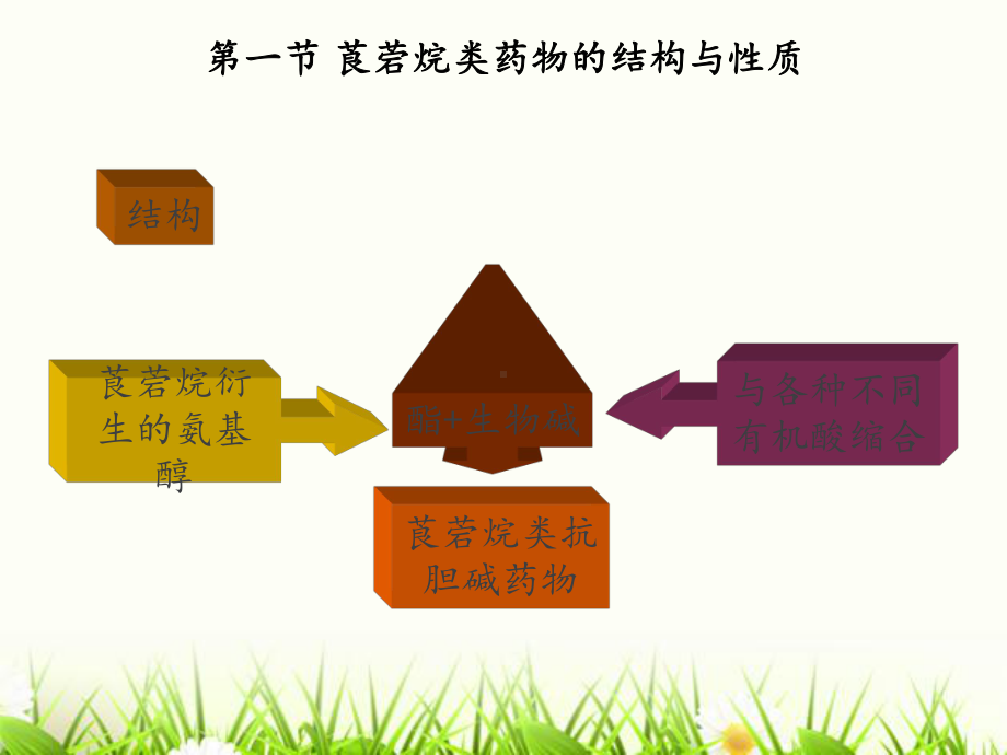 第13章-莨菪烷类抗胆碱药物的分析课件.ppt_第2页