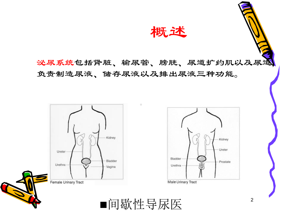 间歇性导尿医学知识培训课件.ppt_第2页