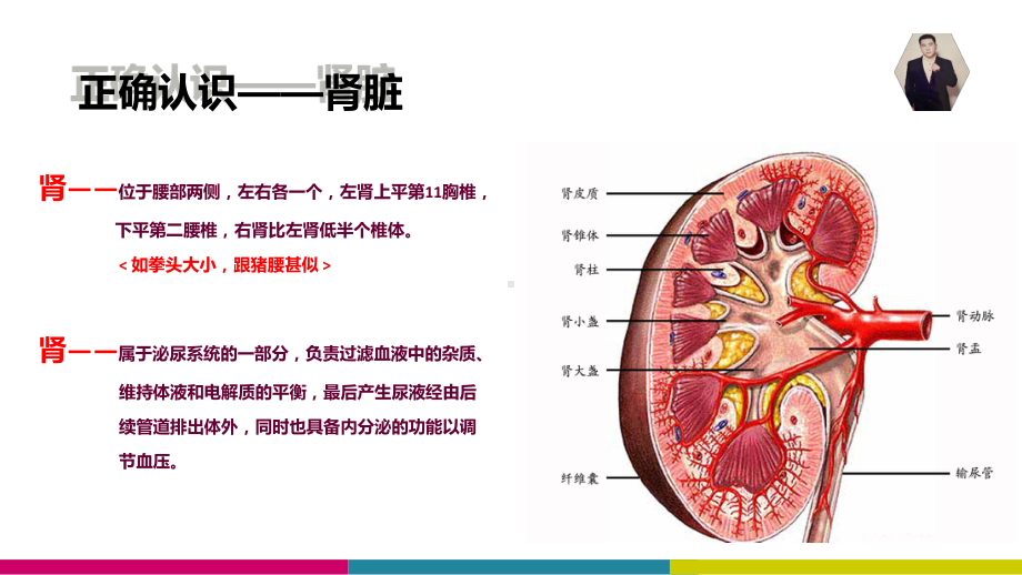 肾部养护知识培训课件.ppt_第3页