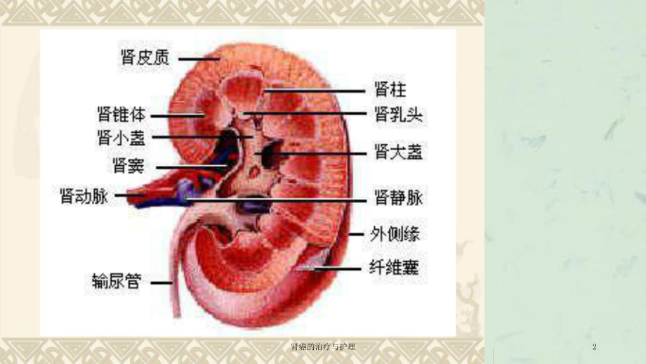 肾癌的治疗与护理课件.ppt_第2页