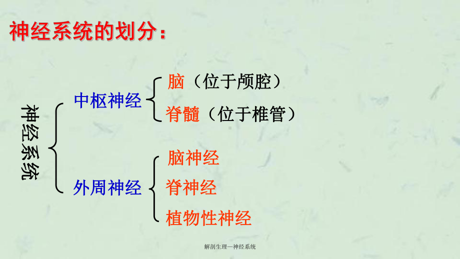 解剖生理—神经系统课件.ppt_第2页