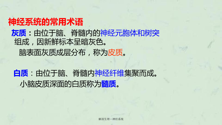 解剖生理—神经系统课件.ppt_第3页