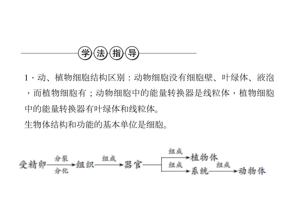 中考生物复习讲练：生物体的结构层次(人教版)全面版课件.ppt_第3页