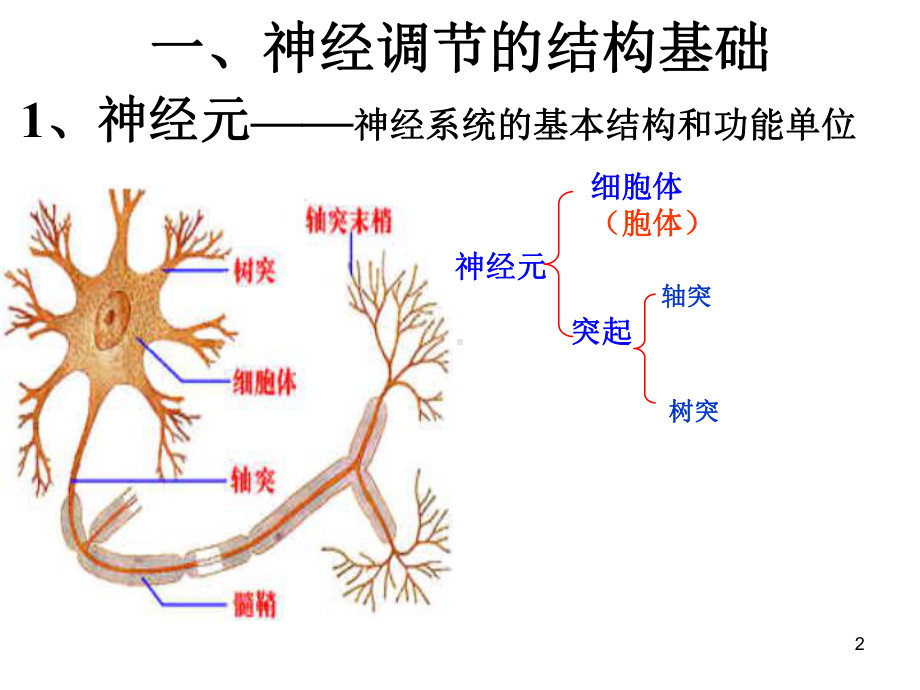 通过神经系统的调节讲课文稿完成教学课件.ppt_第2页