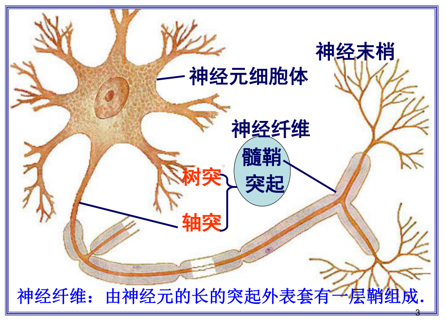 通过神经系统的调节讲课文稿完成教学课件.ppt_第3页