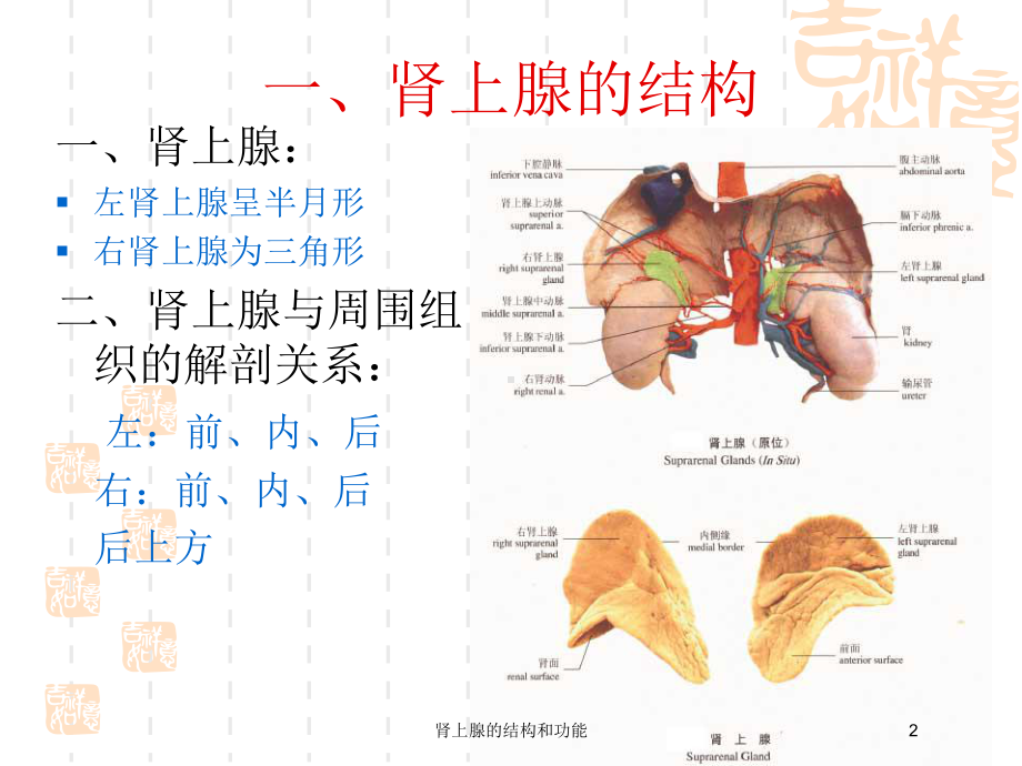 肾上腺的结构和功能培训课件.ppt_第2页