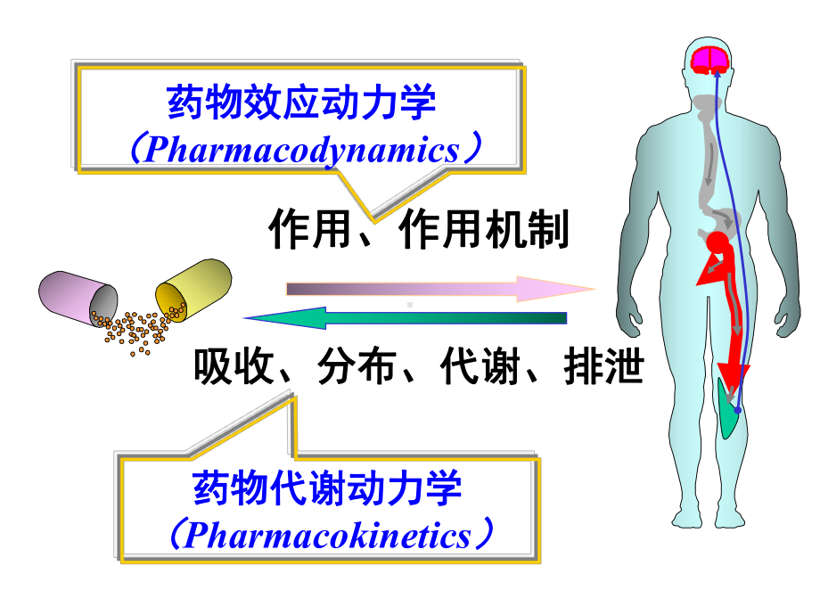 药理学总论医学宣教课件.ppt_第3页