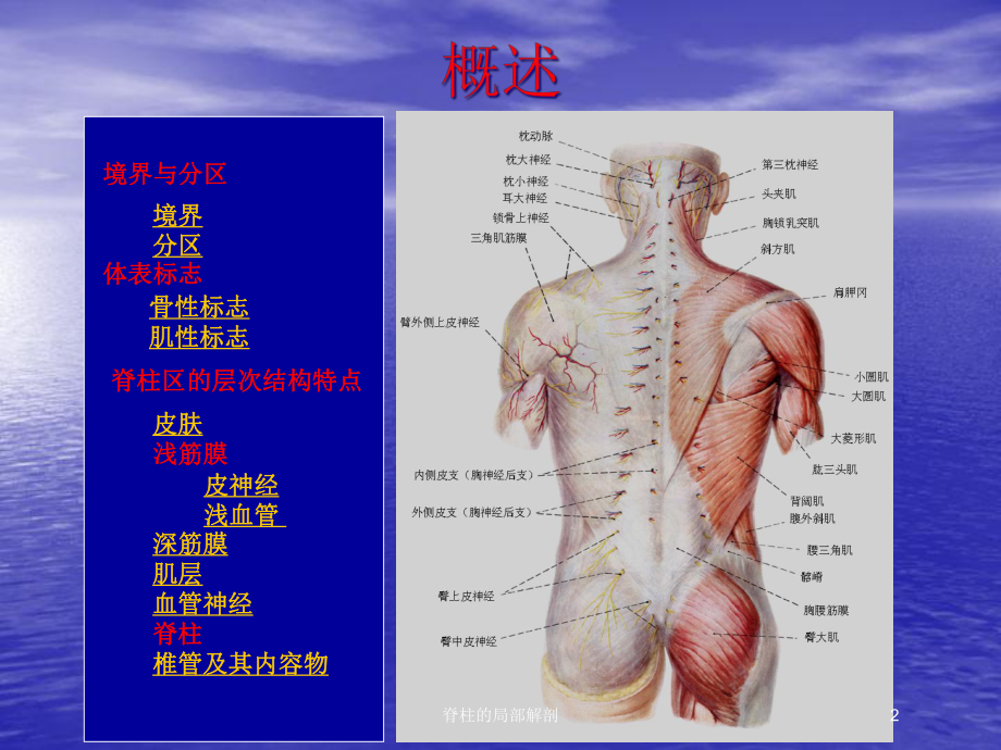 脊柱的局部解剖培训课件.ppt_第2页