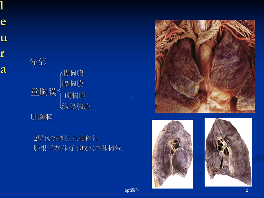 胸腔解剖图谱-课件.ppt_第2页