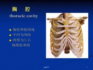 胸腔解剖图谱-课件.ppt