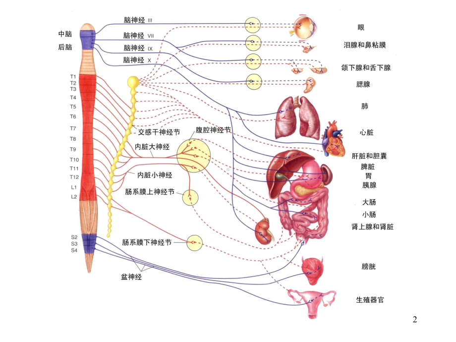 自主神经神经系统教学课件.ppt_第2页